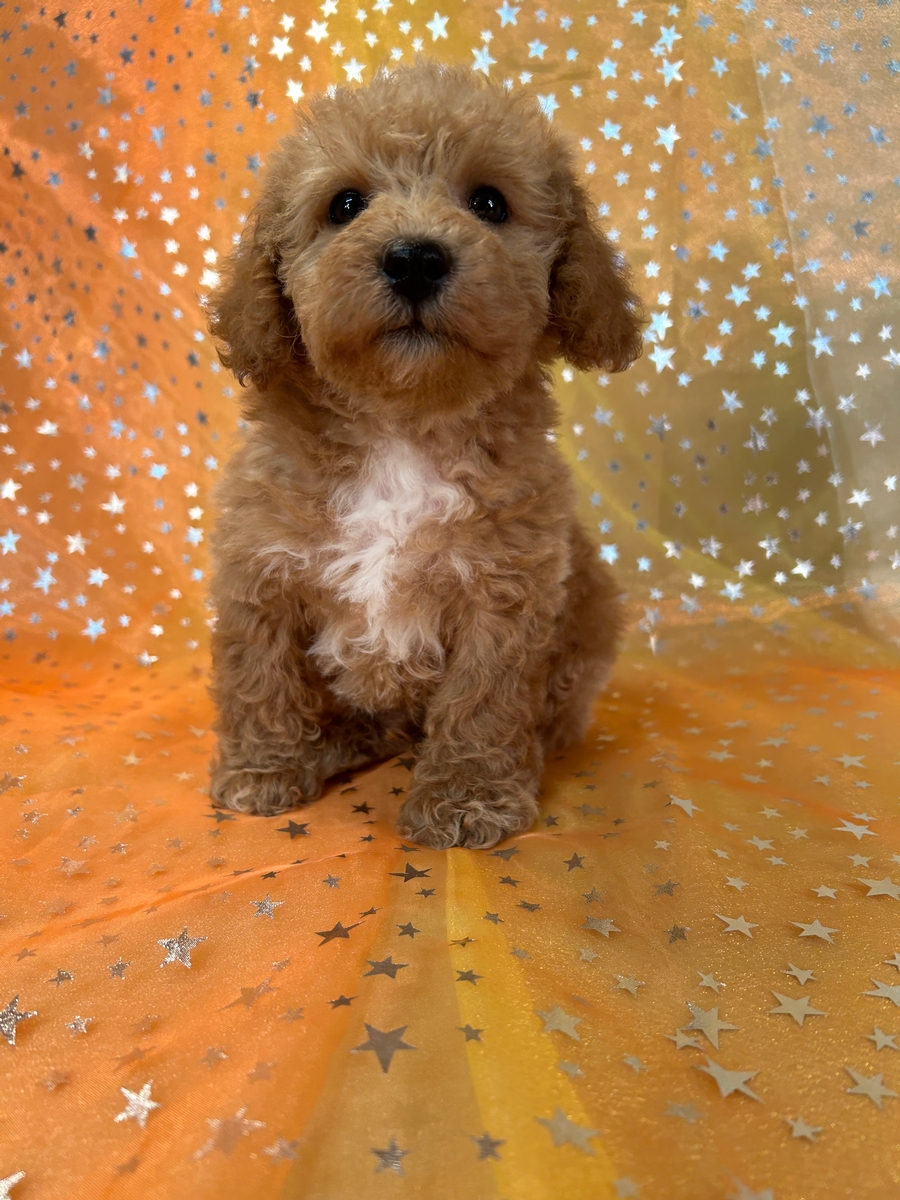 Affordable Male Mini Schnoodle Puppy for Sale DOB 4-6-2024 $600